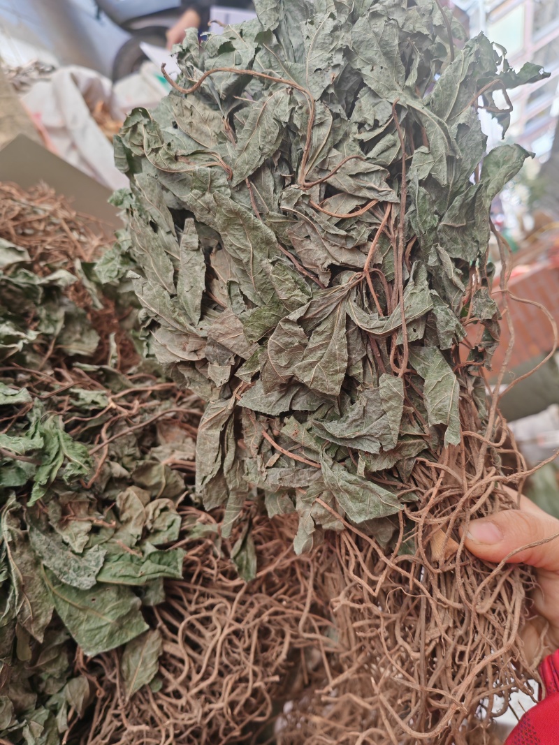 不出林矮地茶