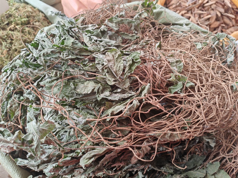 不出林矮地茶
