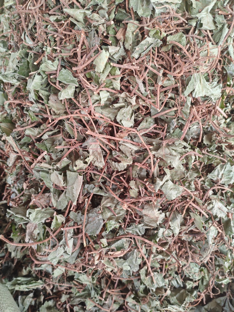 不出林矮地茶