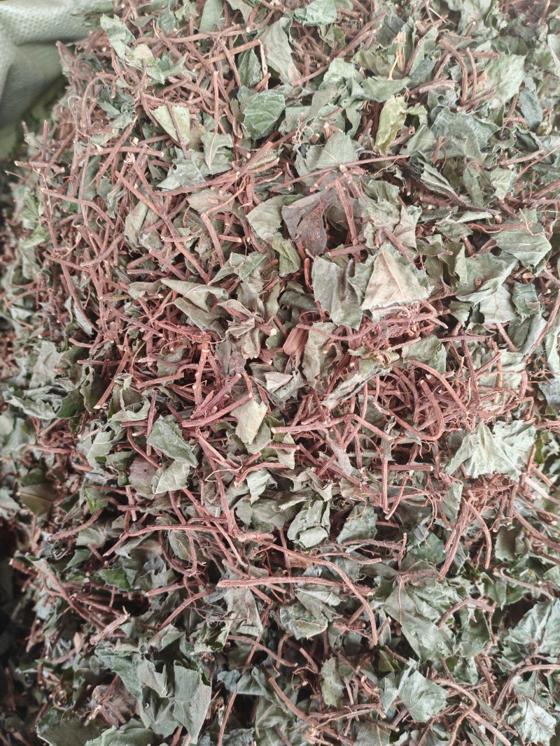 不出林矮地茶