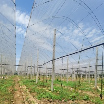 葡萄园搭建，葡萄避雨棚架搭建，葡萄飞鸟架搭建
