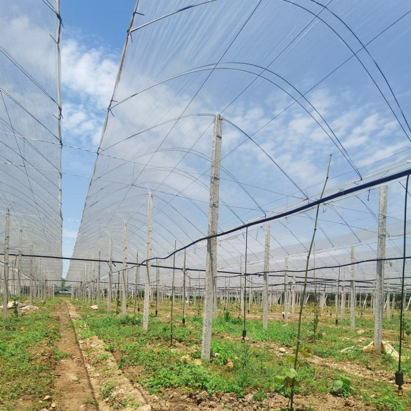 葡萄园搭建，葡萄避雨棚架搭建，葡萄飞鸟架搭建