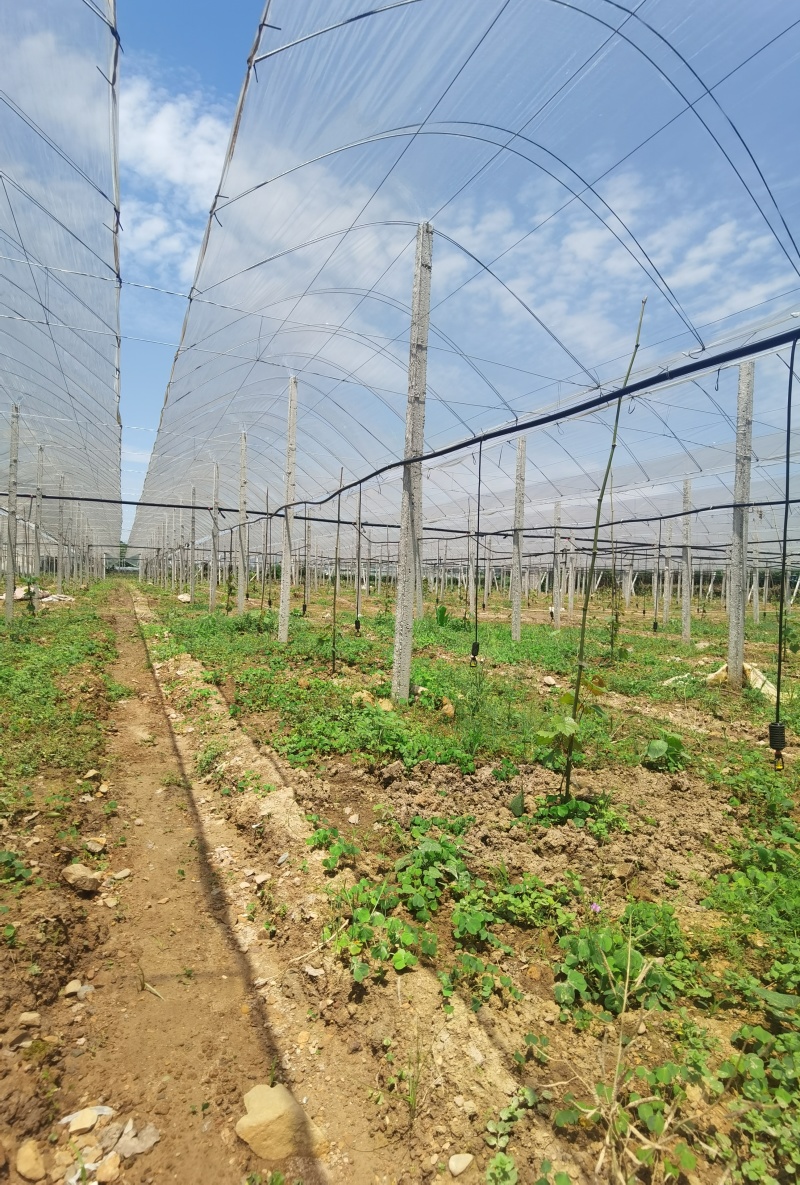 葡萄园搭建，葡萄避雨棚架搭建，葡萄飞鸟架搭建