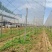 葡萄园搭建，葡萄避雨棚架搭建，葡萄飞鸟架搭建