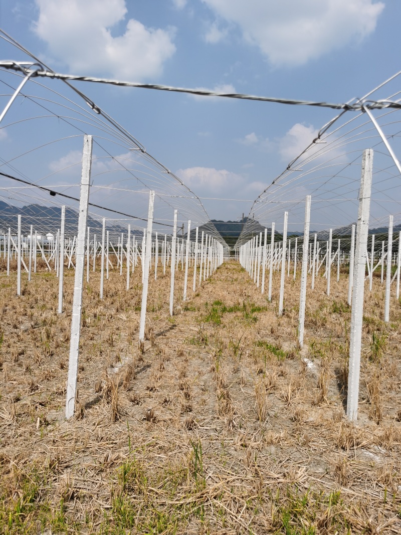 葡萄园搭建，葡萄避雨棚架搭建，葡萄飞鸟架搭建
