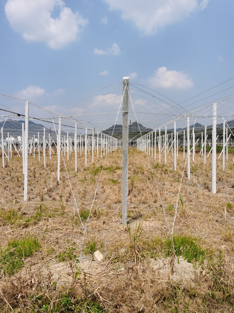 葡萄园搭建，葡萄避雨棚架搭建，葡萄飞鸟架搭建