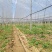 葡萄园搭建，葡萄避雨棚架搭建，葡萄飞鸟架搭建