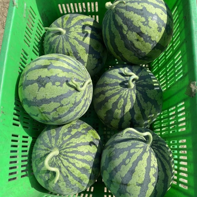 钱库里美都西瓜种子高产皮薄红瓤超甜西瓜基地大田专用
