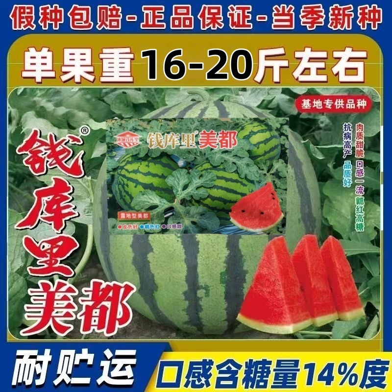 钱库里美都西瓜种子高产皮薄红瓤超甜西瓜基地大田专用