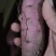 沙地红瑶