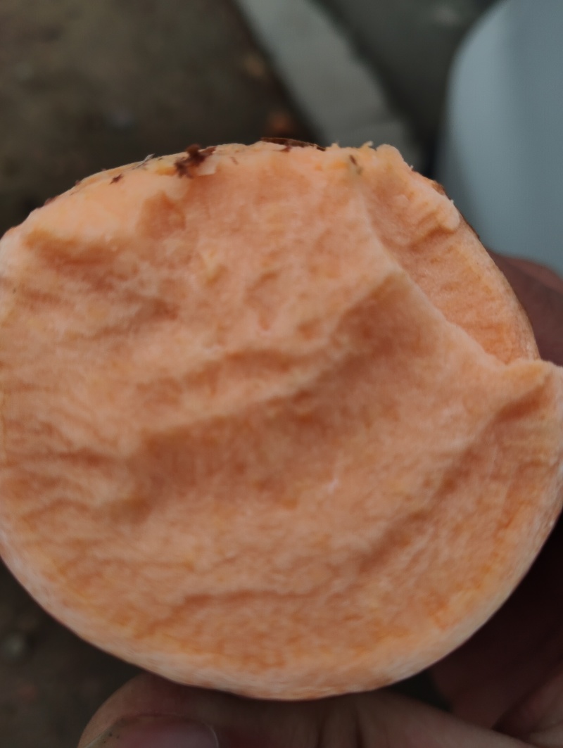 沙地烟薯25