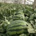 钱库里战雷甜王西瓜种子短椭圆大果西瓜种籽四季水果基地早佳