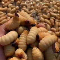 新鲜竹虫速冻