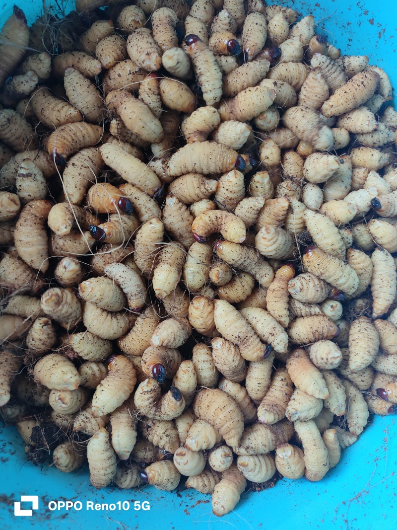 新鲜竹虫速冻