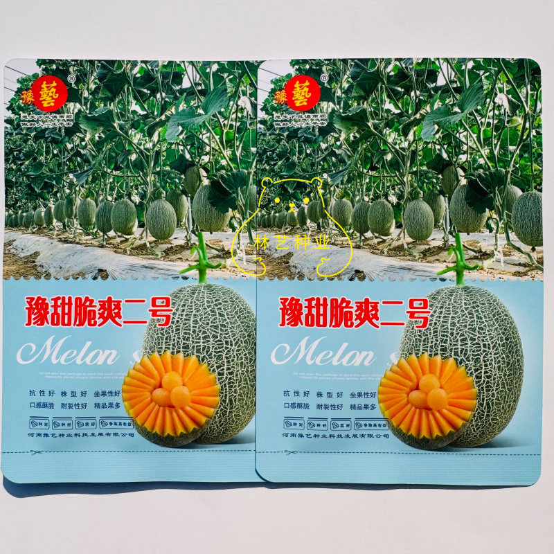 豫甜脆爽二号网纹瓜种子长势旺坐果性好