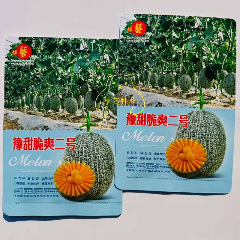 豫甜脆爽二号网纹瓜种子长势旺坐果性好