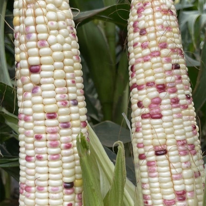 浙糯玉10玉米种子甜糯大棒型苞叶绿色玉米种子国审彩甜糯