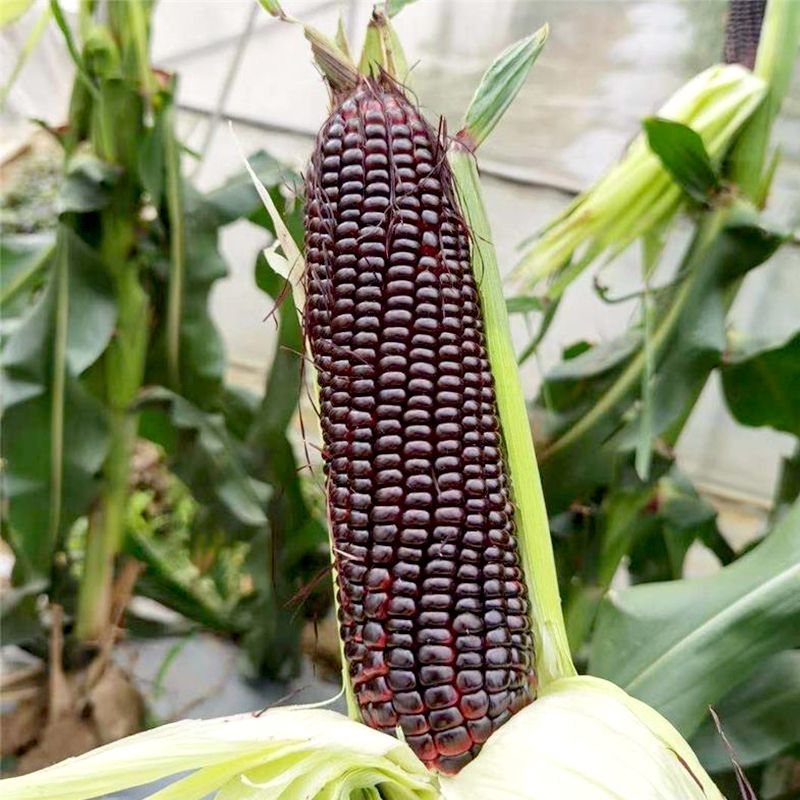红甜糯8号甜糯玉米种子矮杆大棒早熟黑糯米转基因高产蔬菜种