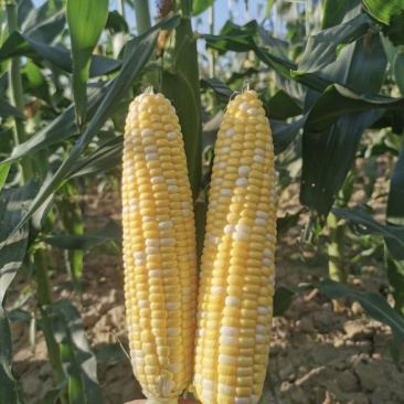 勿忘农BM380甜玉米种子水果玉米皮薄无渣高产口感好