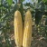 勿忘农BM380甜玉米种子水果玉米皮薄无渣高产口感好
