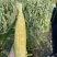 勿忘农BM380甜玉米种子水果玉米皮薄无渣高产口感好