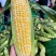 勿忘农BM380甜玉米种子水果玉米皮薄无渣高产口感好
