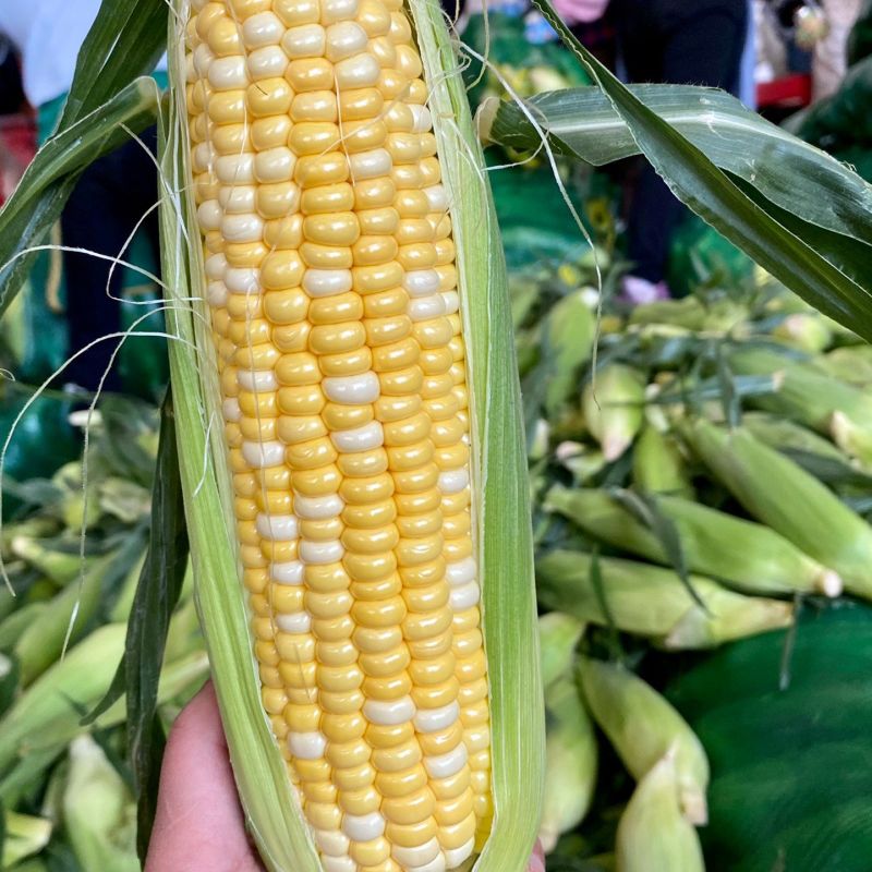 勿忘农BM380甜玉米种子水果玉米皮薄无渣高产口感好