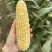 勿忘农BM380甜玉米种子水果玉米皮薄无渣高产口感好