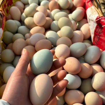 土鸡蛋来自深山散养的母鸡，（一件360个/箱）