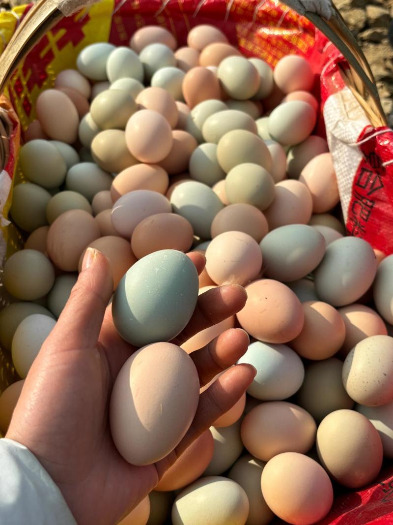 土鸡蛋来自深山散养的母鸡，（一件360个/箱）