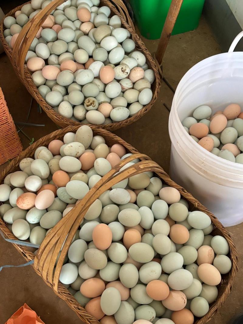土鸡蛋来自深山散养的母鸡，（一件360个/箱）
