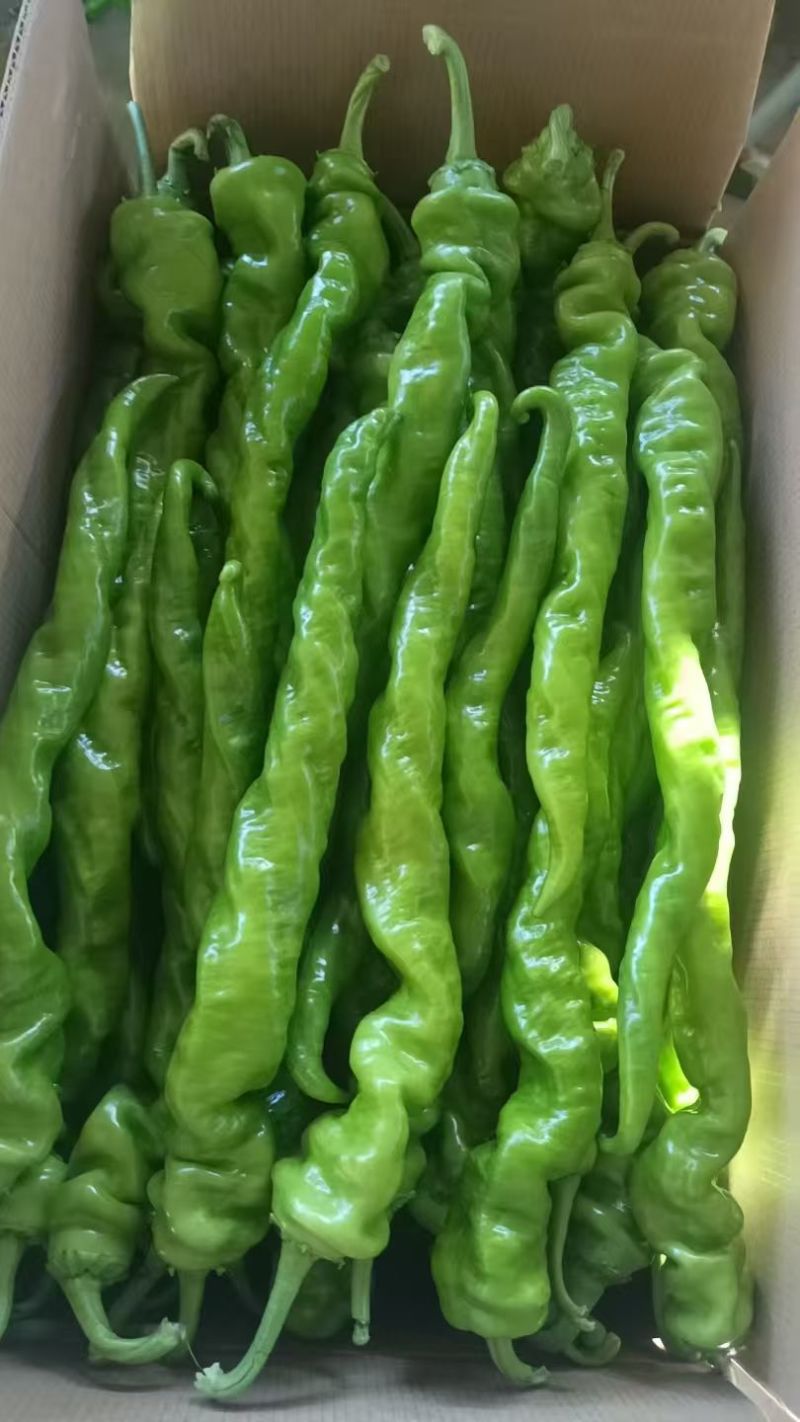 螺丝椒，黄皮椒，泡椒，线椒等产地，一手货源，诚信经营