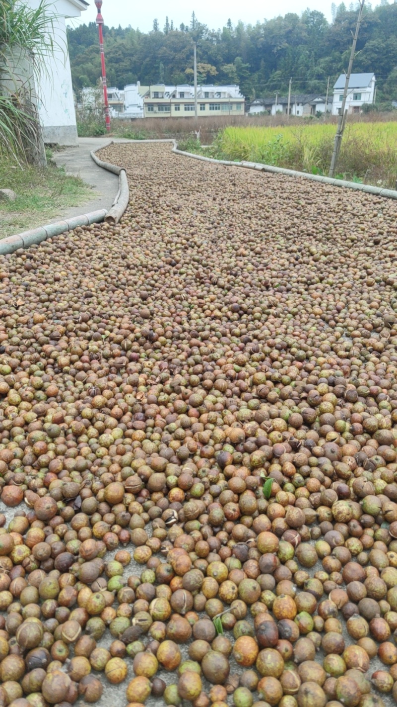 山茶油