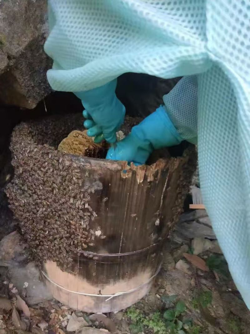 龙胜高山土蜂蜜（冬蜜）