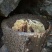 龙胜高山土蜂蜜（冬蜜）