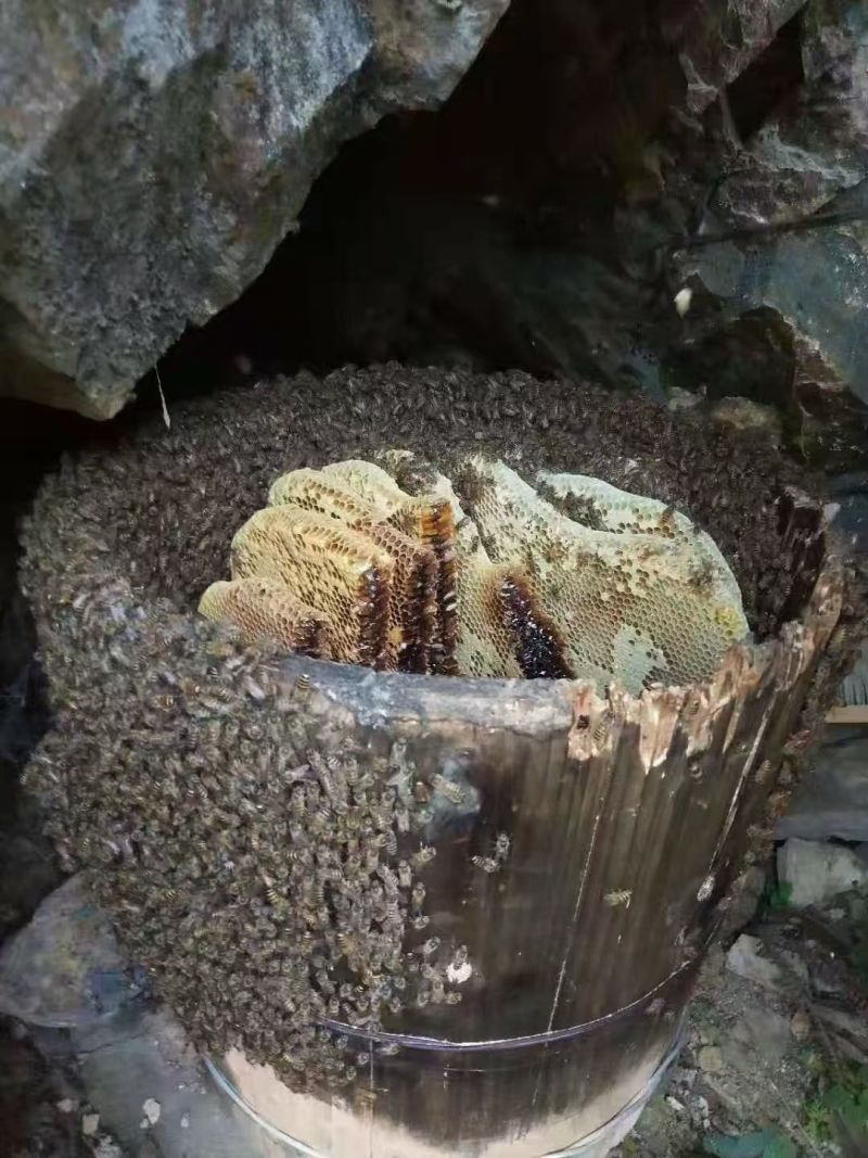 龙胜高山土蜂蜜（冬蜜）