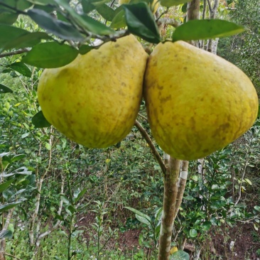 自熟泡果