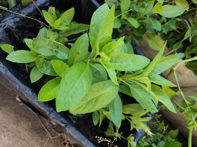 金鸡毛草干货明月草干叶杆食用农产品泡茶食材温州产地