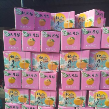 正宗秋月梨，大量现货，现场加工货源充足自产自销全国接单中