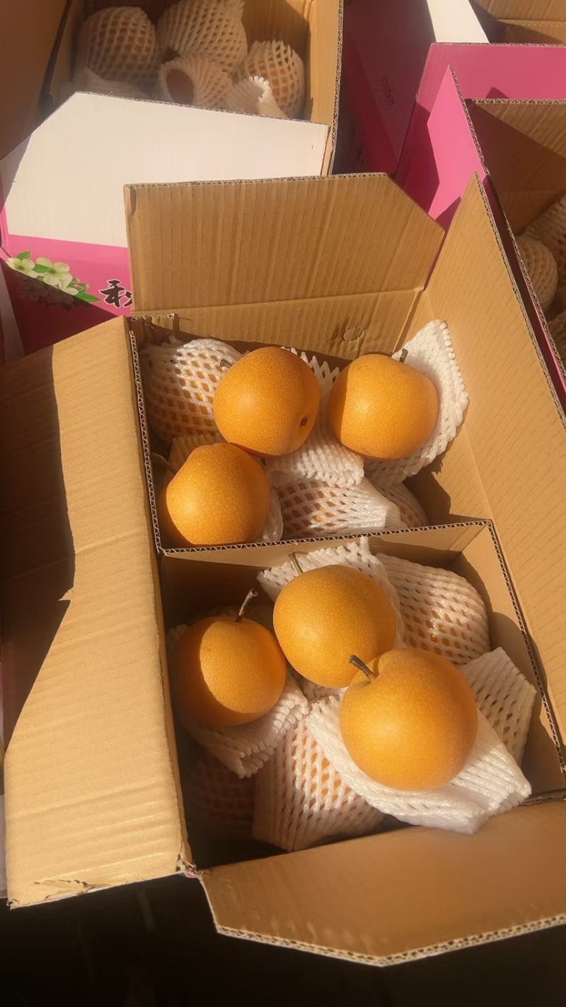 正宗秋月梨，大量现货，现场加工货源充足自产自销全国接单中
