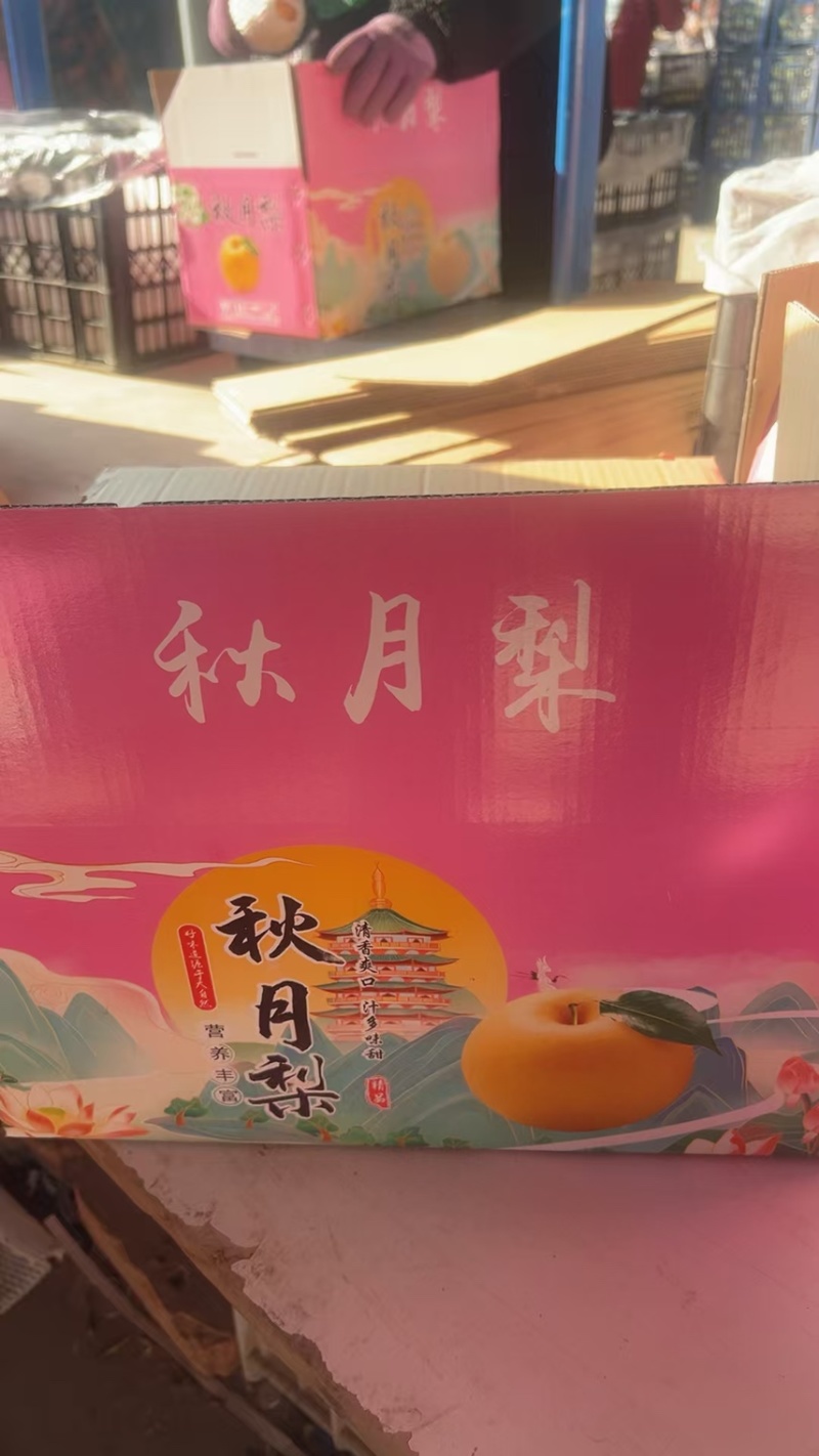 正宗秋月梨，大量现货，现场加工货源充足自产自销全国接单中