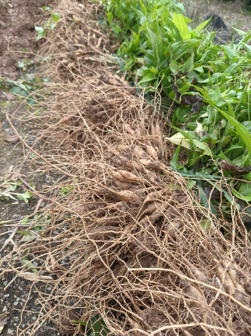 基地直发，优质四川紫花百部种苗