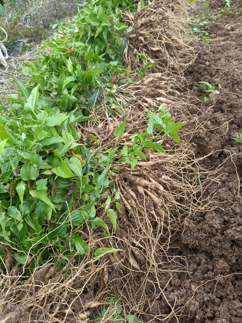 基地直发，优质四川紫花百部种苗