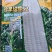 玉米种子珍早甜糯52早熟白甜糯玉米抢早上市卖高价