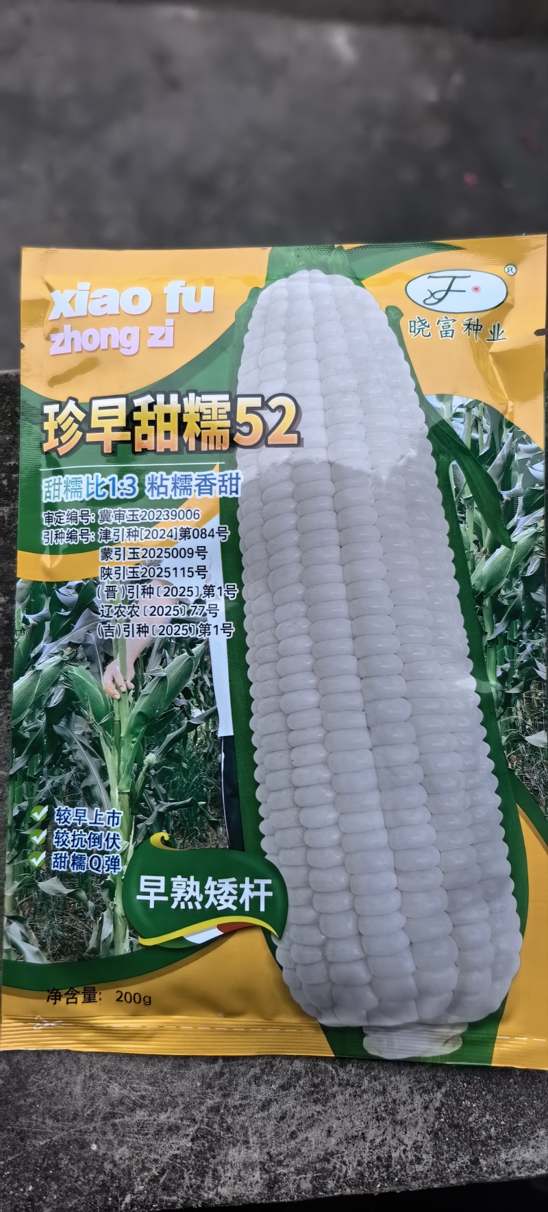 玉米种子珍早甜糯52早熟白甜糯玉米抢早上市卖高价