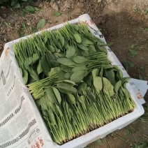 菠菜精品菠菜大量上市，装箱，捆把，手提袋各种包装