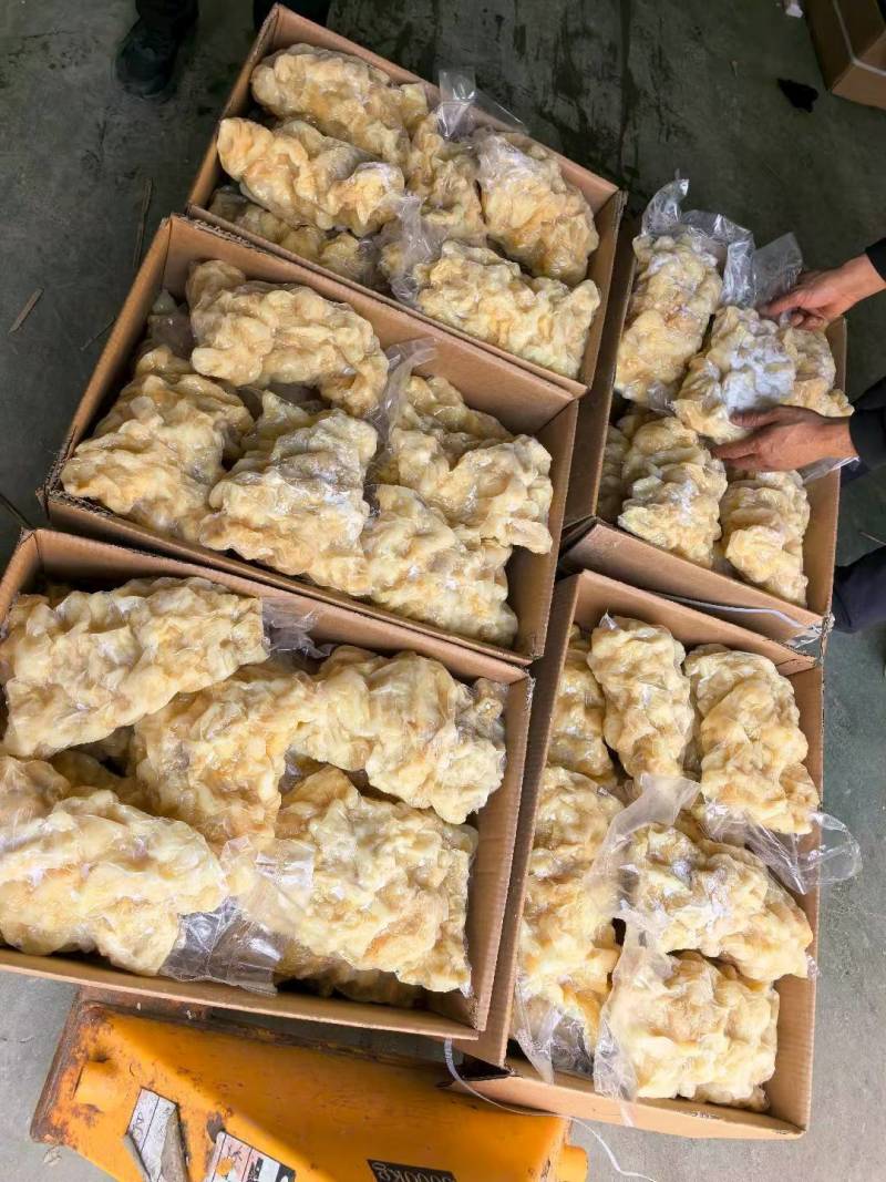 水发牛蹄筋，大块，无油，出成率高。价格低，质量好，可样品
