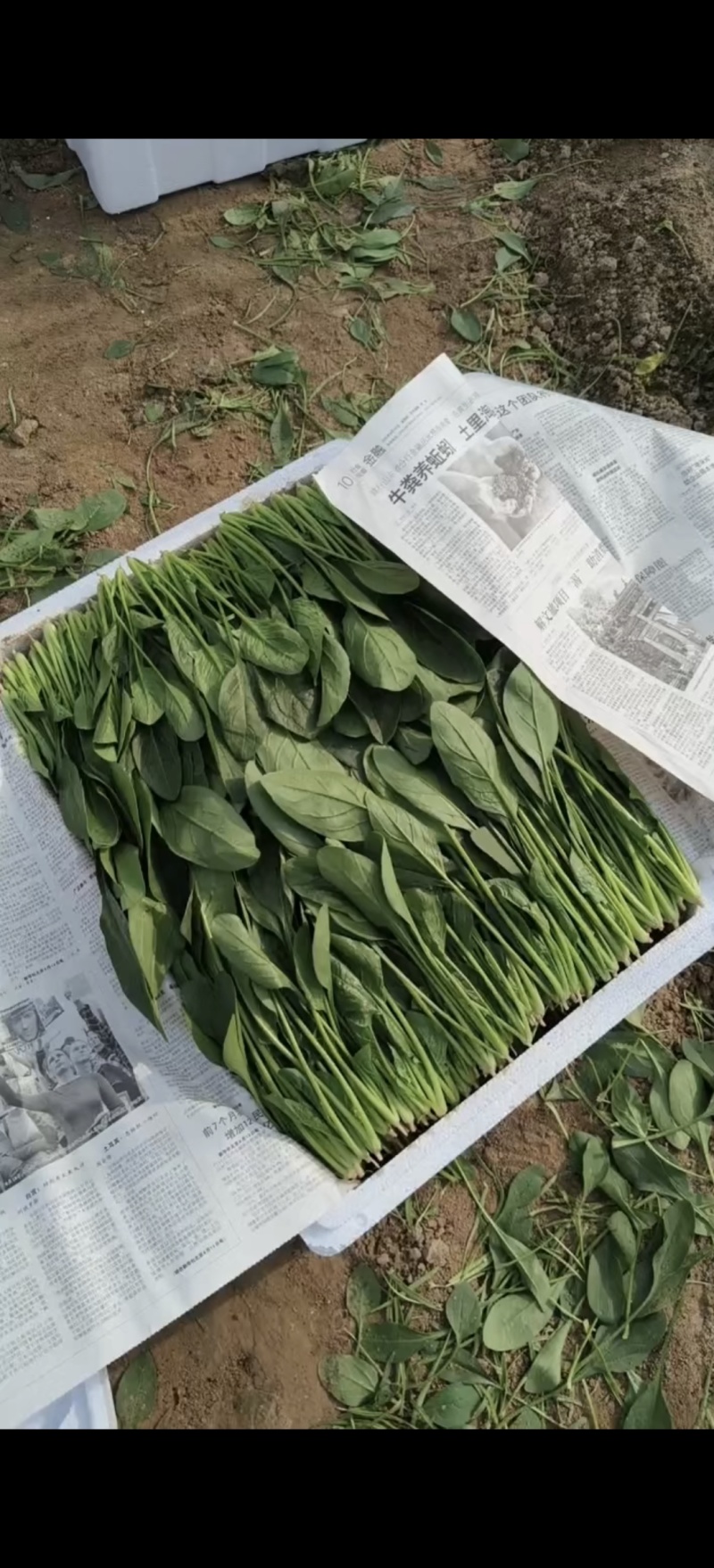 菠菜精品菠菜大量上市，装箱，捆把，手提袋各种包装