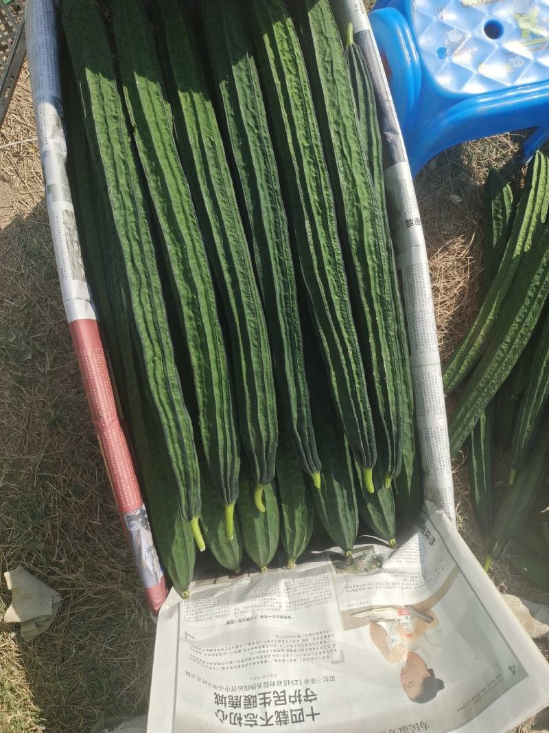 丝瓜