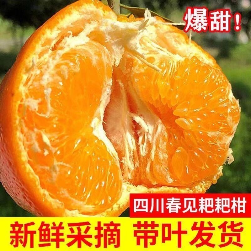 四川粑粑柑～丑橘～一件代发～对接各大电商平台日发3万单